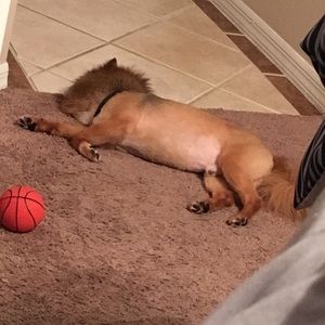 Meet your Posher, Monet